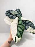 Alocasia Silver Dragon Albo Corm