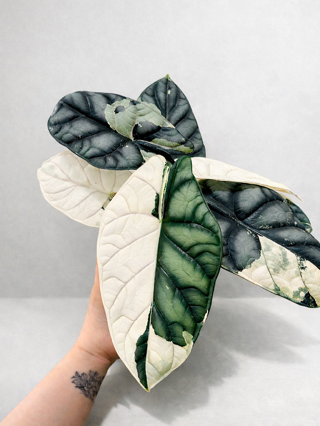 Alocasia Silver Dragon Albo Corm
