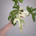 Alocasia Brancifolia Albo