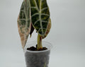 Alocasia Watsoniana ‘Silver Lightning’ Variegated