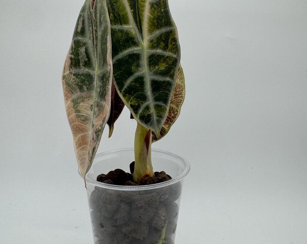 Alocasia Watsoniana ‘Silver Lightning’ Variegated