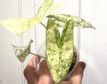 Alocasia Longiloba Thai Constellation
