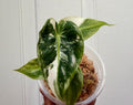 Alocasia Pink Dragon Albo Dwarf Form