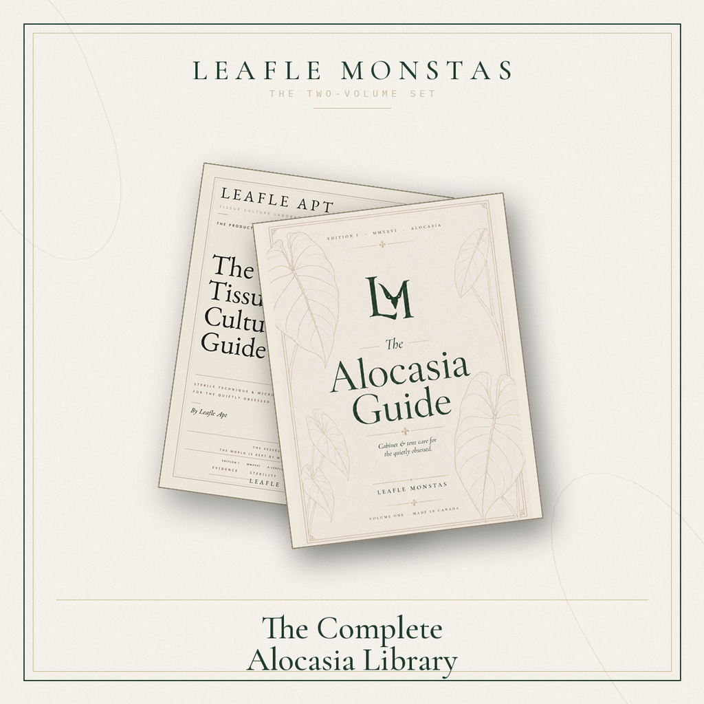 The Alocasia Guide - Edition 1