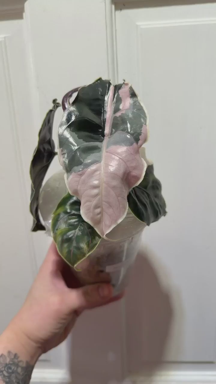 Alocasia Azlanii Pink Corm
