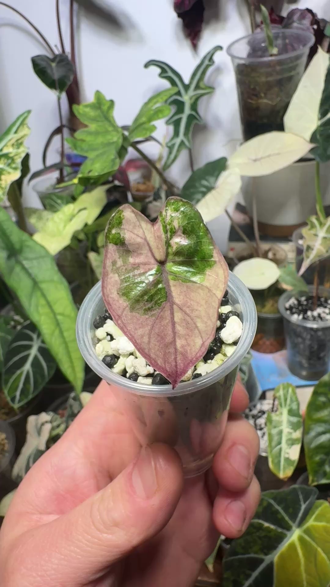 Alocasia Serendipity Pink