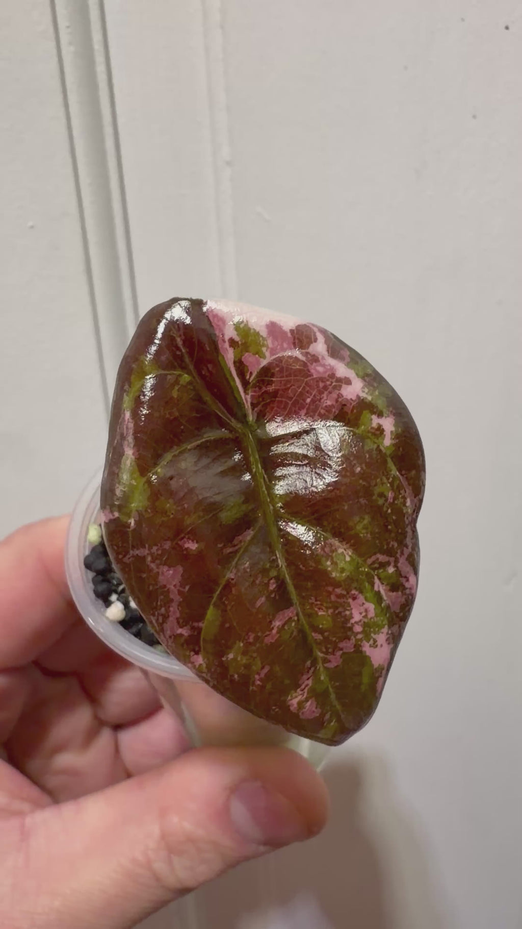 Alocasia Cuprea True Pink