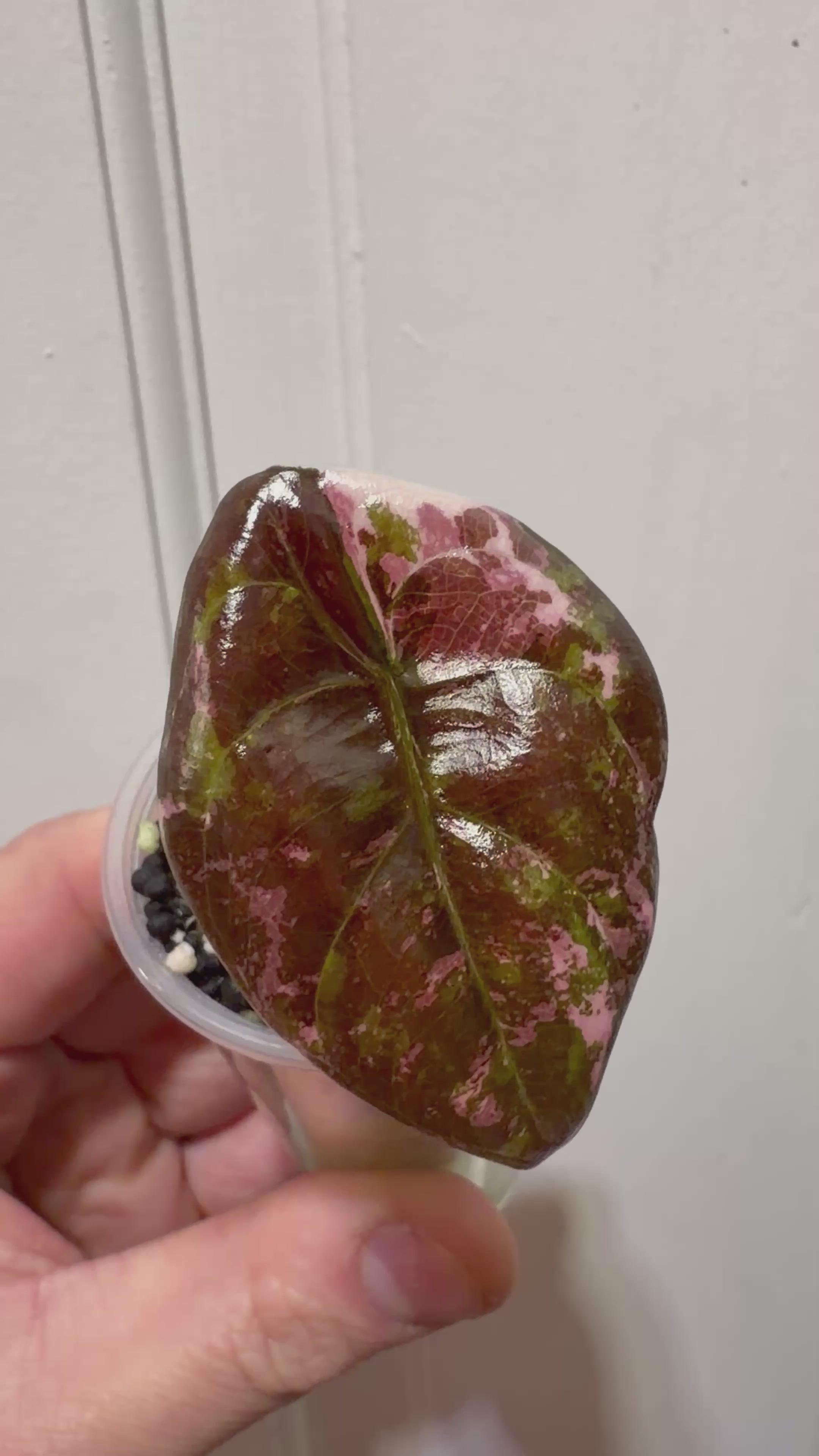 Alocasia Cuprea True Pink